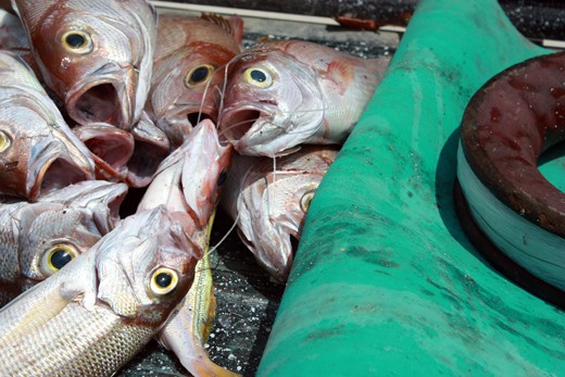 People of Batanes thrive with gifts from the sea.
