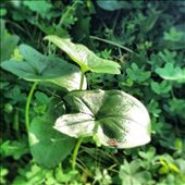 by karamella, Views[232]