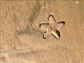 Nature's footprint:This picture was clicked when we were walking down the shore of Bay of Bengal where sea and starfish left its mark on the clear sand beach of Mandarmani. Surprisingly the star fish and water passed away leaving behind a clear mark on the sand a beauty in itself. This gave me an idea to keep this picture as a background calender for 2014.: by karanya, Views[960]