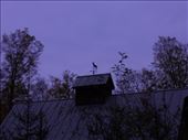 Weather vane on my way to early morning hike.: by karen_rebecca, Views[272]