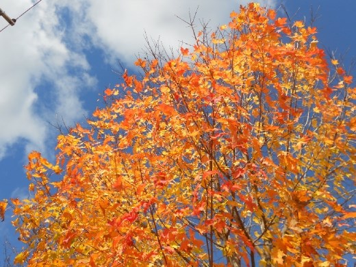 Why New England in Fall was on my bucket list