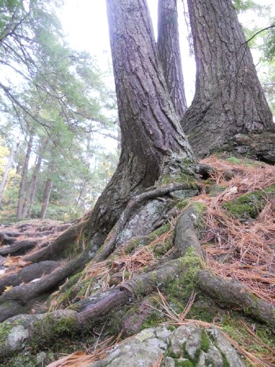 This struck me so deeply - the way the trees grew through, around, and over the mountain. 