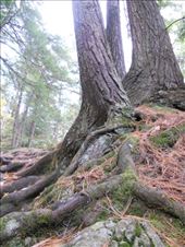 This struck me so deeply - the way the trees grew through, around, and over the mountain. : by karen_rebecca, Views[213]