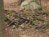 Tangled roots: by karen_rebecca, Views[284]