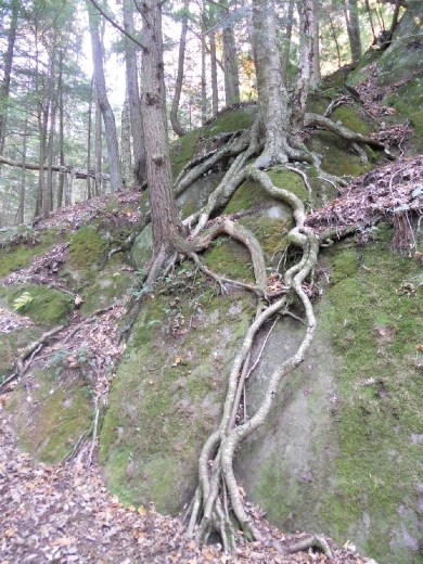 Inseparable wood and stone 