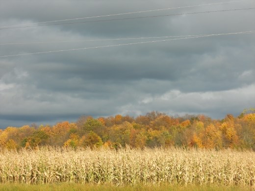 Grey sky, golden field.