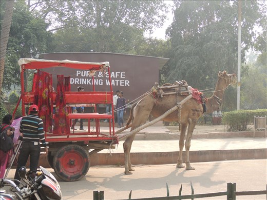 Camel powered