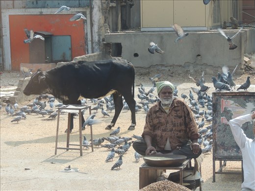 selling grain to feed the cows and pigeons