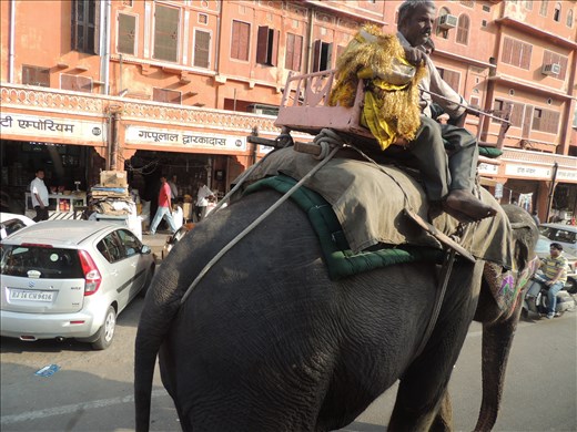 Elephant passing downtown Jaipur