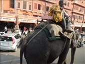 Elephant passing downtown Jaipur: by karenleslieburns, Views[137]