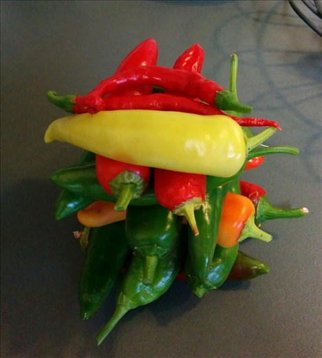 Chillies from my garden ...