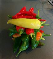 Chillies from my garden ...: by karin_in_canberra, Views[209]