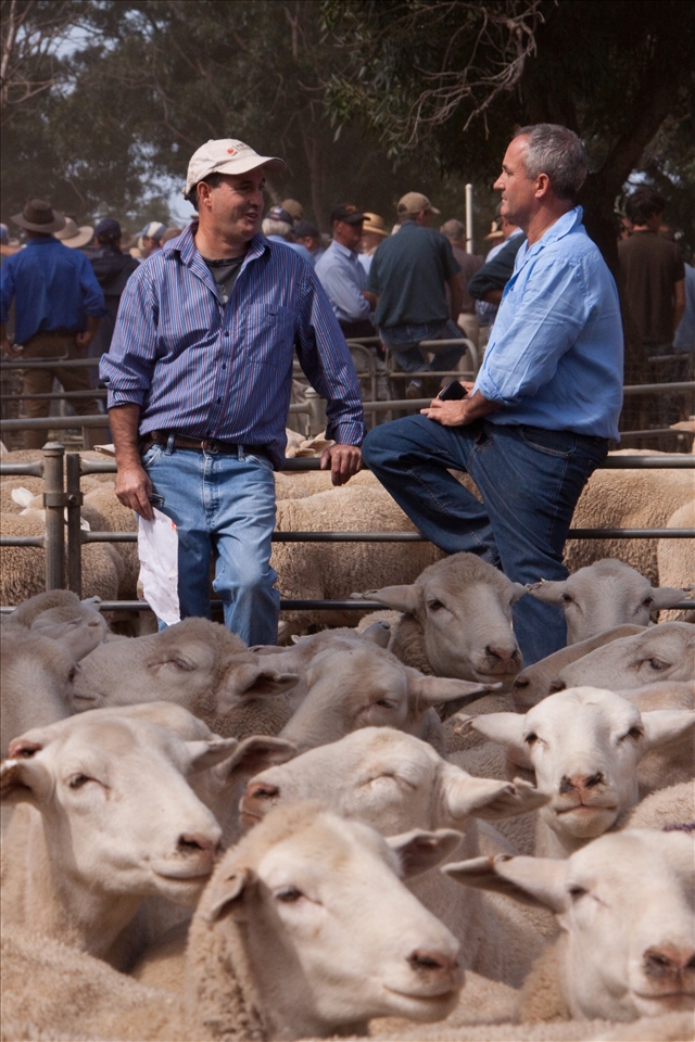 Locals considering which sheep to buy