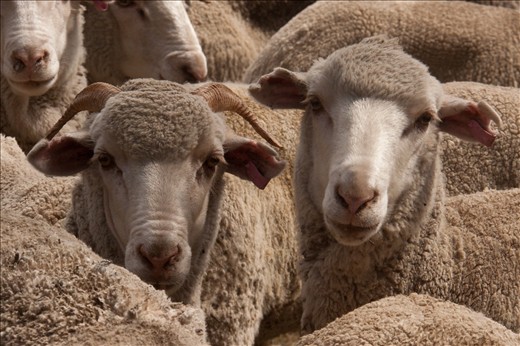 The original merino product