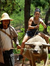 Riding a water buffalo in the mountains of Kalaw: by karinas_extraordinary_life, Views[702]