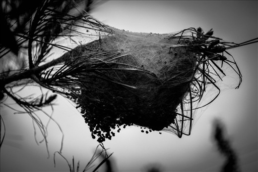Spiders nest on Immitos Mountain