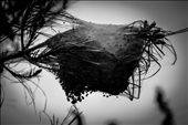 Spiders nest on Immitos Mountain: by karlito, Views[486]