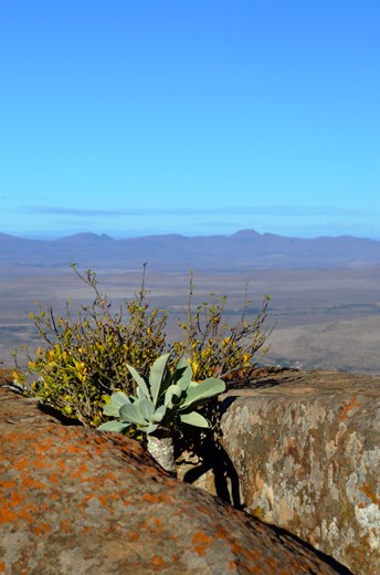 Anchored, with a view.
About 40 min into the hiking trail, one finds this viewpoint of the plain.  These scrubs’ roots are strongly anchored in between the rocks; no mountain wind will blow them away. They are privileged enough to have this view every day.  