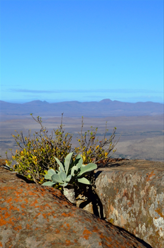 Anchored, with a view.
About 40 min into the hiking trail, one finds this viewpoint of the plain.  These scrubs’ roots are strongly anchored in between the rocks; no mountain wind will blow them away. They are privileged enough to have this view every day.  