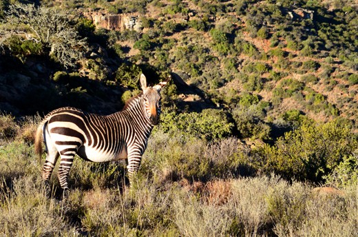 Endangered Cape Mountain Zebra. 
One of the special sightings in the Camdeboo is the endangered Cape Mountain Zebra. The evergreen Spekboom (Elephant’s Food) scrub is widely spread in the mountain areas and is a succulent nutrition for the Zebra, even in the dry winter months, as in this photo. 