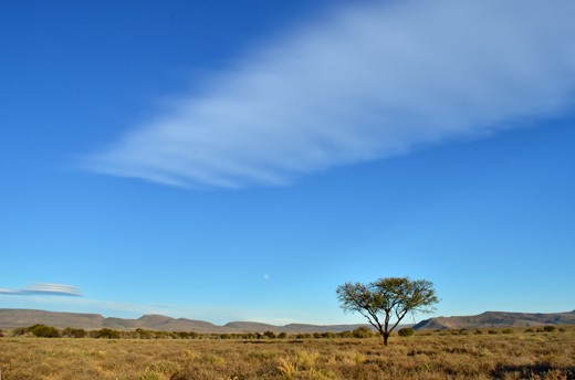 Lonely Tree.
On the plains, which are mostly covered with grass and small scrubs, one will find riverbeds, which usually is densely populated by Acacia trees. This isolated Acacia however, made for a good picture with the small moon setting just above the mountain ridge. 