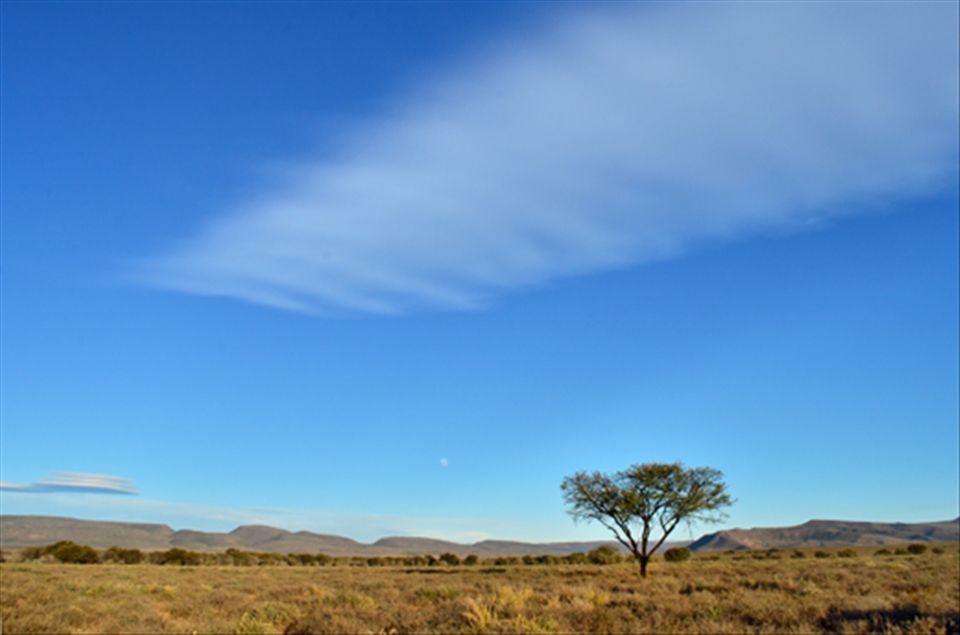 Lonely Tree.
On the plains, which are mostly covered with grass and small scrubs, one will find riverbeds, which usually is densely populated by Acacia trees. This isolated Acacia however, made for a good picture with the small moon setting just above the mountain ridge. 