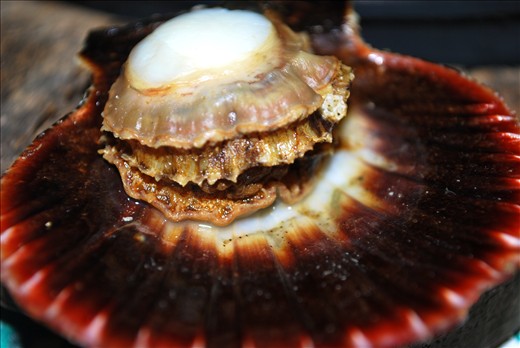 Islas de Gigantes is known as the Kingdom of Queen Scallops.  This particular type of scallop has a very minimal bacterial content , which makes it the only type to be accepted for export in the U.S.  Gathering  queen scallops is one of the most common sources of living of the fishermen.  The immense supply of scallops, they can literally collect up to two to three tons daily!