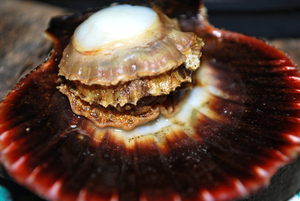 Islas de Gigantes is known as the Kingdom of Queen Scallops.  This particular type of scallop has a very minimal bacterial content , which makes it the only type to be accepted for export in the U.S.  Gathering  queen scallops is one of the most common sources of living of the fishermen.  The immense supply of scallops, they can literally collect up to two to three tons daily!