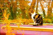 Sleepy houseboats filled with sleeping people float up and down in the Thames; they brush up and creak against the path. A bright red boat is tethered to a mailbox, and sitting in it, on it, and around it are its homeowners - a clowder of river cats.: by karyn_p, Views[296]