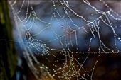 The meadow is caked with spider webs this morning. The fog condensates on these natural nets just before they are snagged by the wind. I pass an English birdwatcher, his binoculars around his neck, who points to one woven masterpiece.: by karyn_p, Views[248]