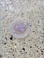 Jelly fish: by kasiasia, Views[210]