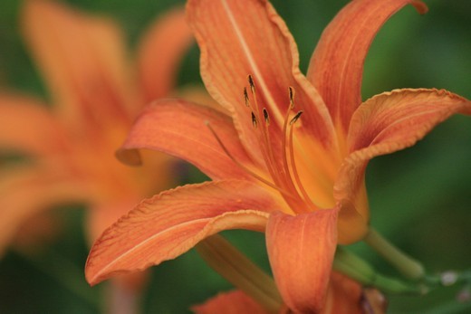 Came across Tiger Lily's in bloom. By chance this flower was used at my grandfathers funeral 2 days later
