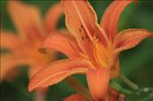 Came across Tiger Lily's in bloom. By chance this flower was used at my grandfathers funeral 2 days later: by kataugustine, Views[413]