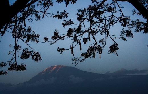Just outside our compound: Kilimanjaro and a Christmas tree. 