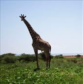 by katedunlevy, Views[119]