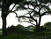 by katedunlevy, Views[110]