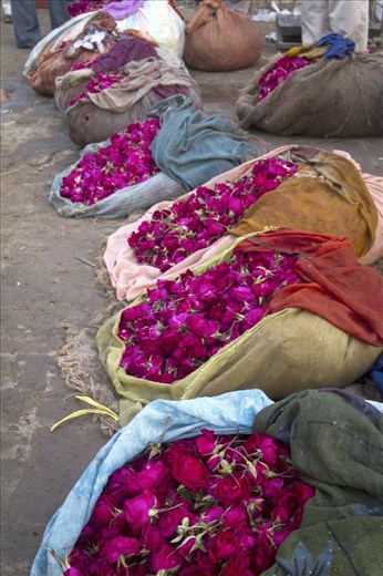 Flower petals ready for transport to temples all over Delhi, where they will adorn deities in worship.