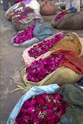 Flower petals ready for transport to temples all over Delhi, where they will adorn deities in worship.: by katemartin, Views[303]
