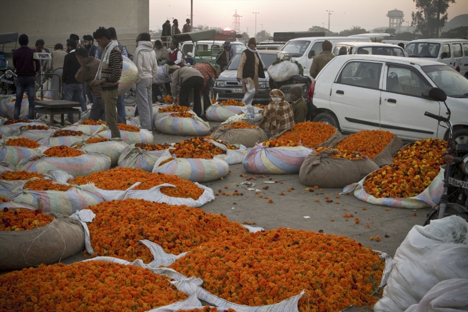 The marigolds await the weighing machine.