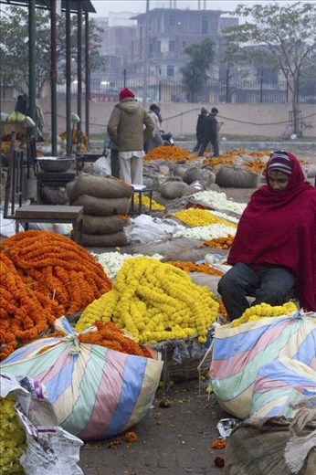 The flower wallas huddle to keep warm among the riot of colour.
