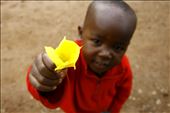 The giving of a flower was a great expression of love and community.: by katercaptures, Views[391]