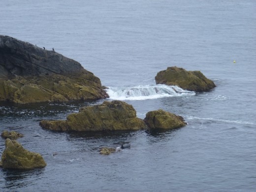 Look closely and you'll see a seal - Butt of Lewis