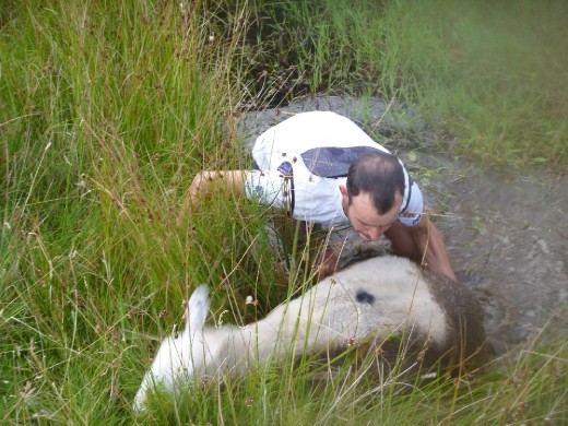 Matt's sheepy friend