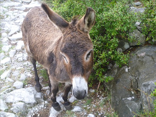 Albanian donkey