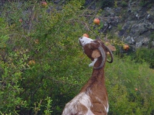 Someone has been stealing the pomegranates