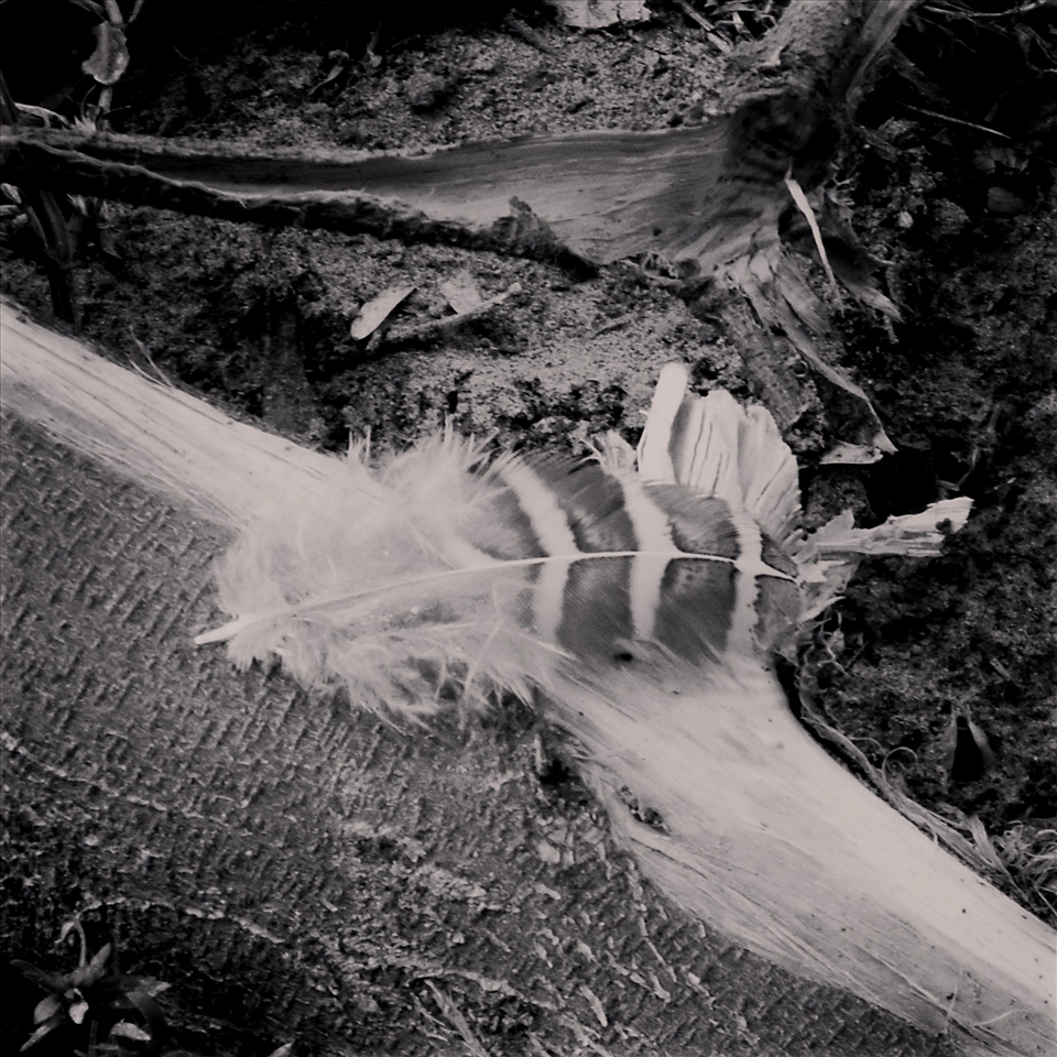 LOST- published in the U.K magazine 