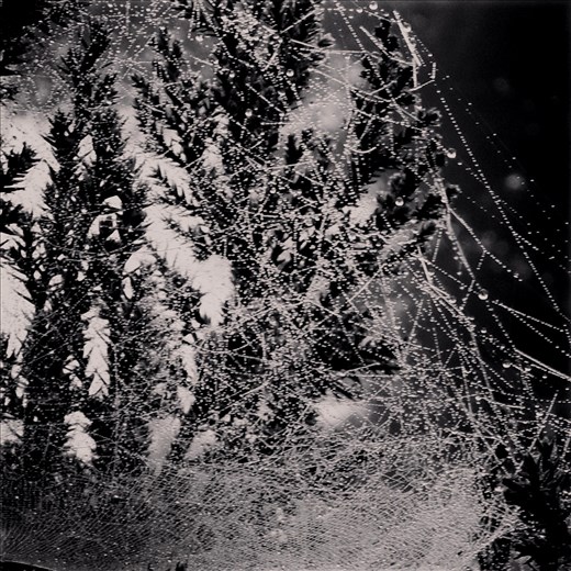 Raindrops adorning the spider web on a winter morning