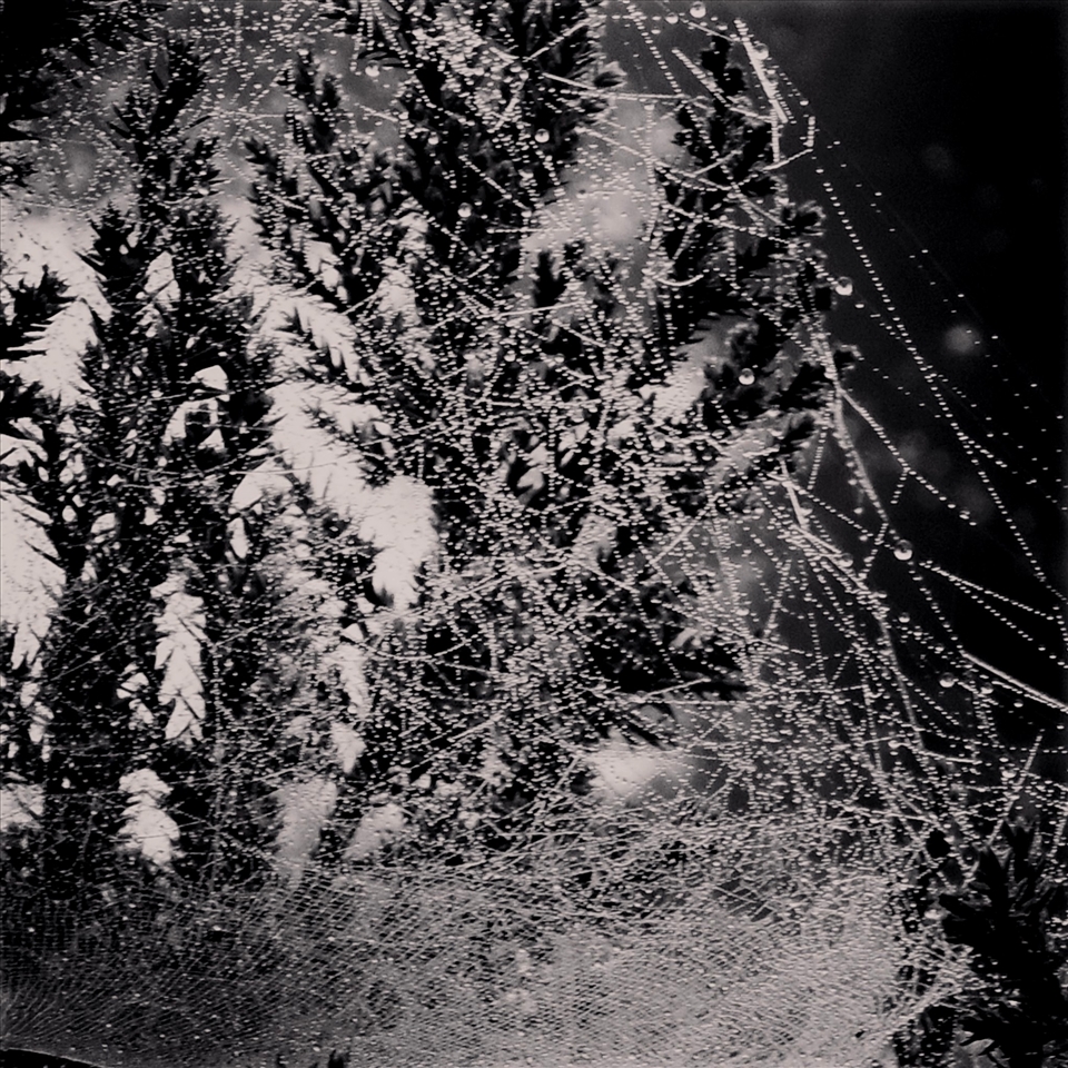 Raindrops adorning the spider web on a winter morning