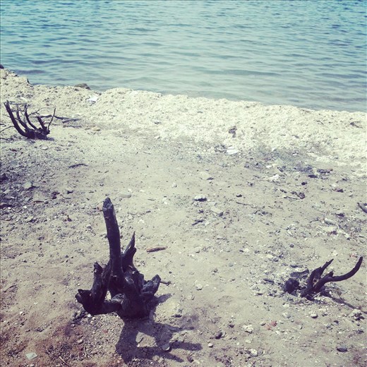 Traces of life on the shore!