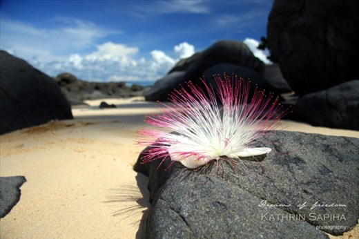 A fallen blossom that only blooms at night to attract bats. During my visit of the Turtle Island - Pulau Talang Talang Besar - digging out turtle eggs at night and putting them in the hatchery. Relaxing during the day.